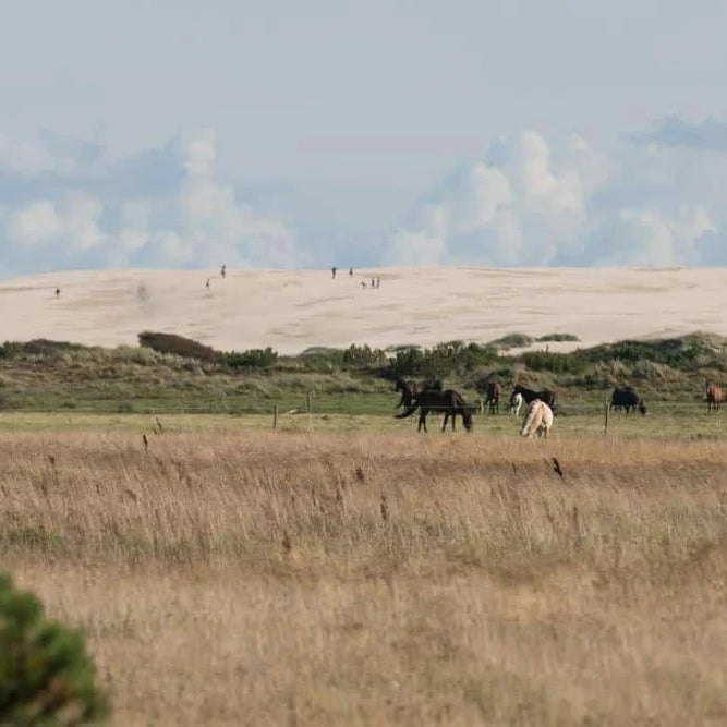 Yin Unwind retreat i Skagen · 10.-12. september (DEPOSITUM)
