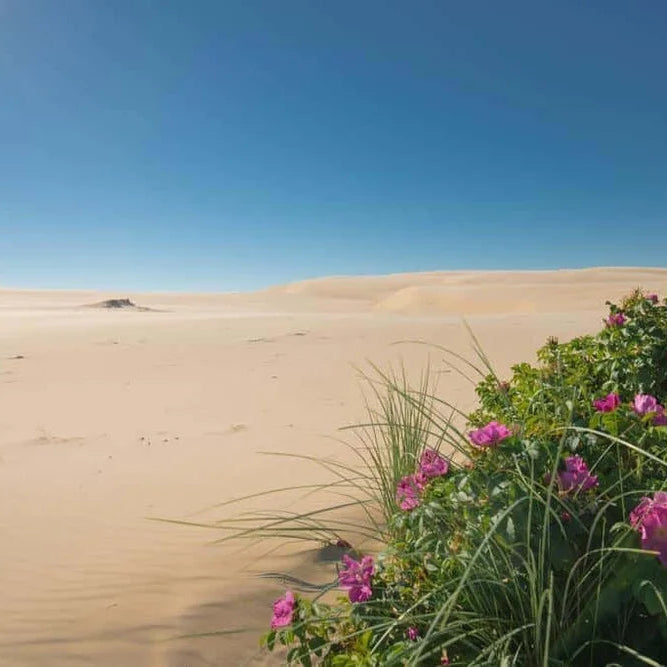 Yin Unwind retreat i Skagen · 10.-12. september (DEPOSITUM)